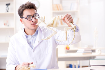 Funny crazy student doctor studying animal skeleton