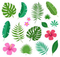 Set of tropical exotic plants leaves and flowers of plumeria and hibiscus isolated on white background. Vector illustration - obrazy, fototapety, plakaty
