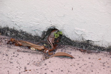 Baby Gekko in einem kleinen Loch