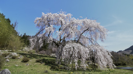 日本の春、広島県、県北、小田掛けのしだれ桜、満開の桜、ピンク色の季節