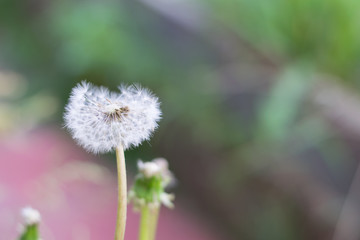 Одуванчик