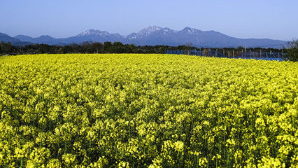 大山、鳥取県、日本、Mt.Daisen、春の絶景、菜の花、百名山