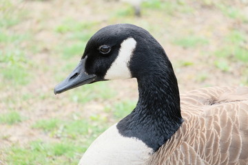 Goose