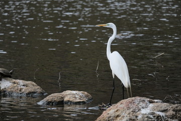 Great egret