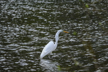 Great egret