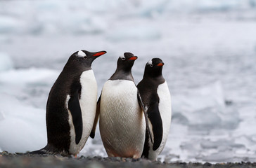 Three gentoo penguins (Pygoscelis papua) standing on the shore by an ocean covered in ice, Antarctica