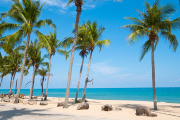 Landscape of coconut palm tree on tropical beach in summer. Summer background concept.