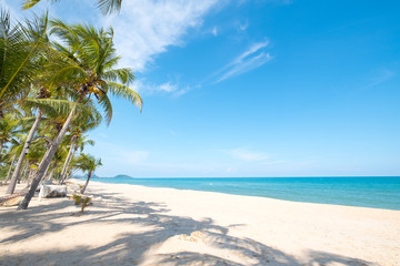 Landscape of coconut palm tree on tropical beach in summer. Summer background concept.