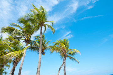 Landscape of coconut palm tree on tropical beach in summer.