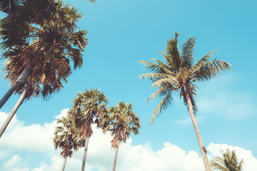 Palm tree on tropical beach with blue sky and sunlight in summer, uprisen angle. vintage instagram filter effect