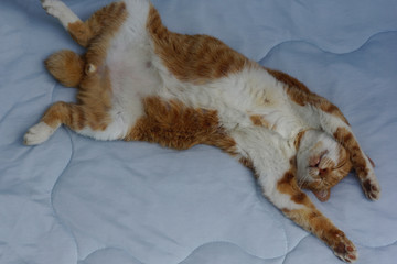 眠る茶猫