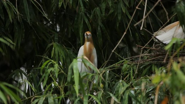 Eastern Cattle Egret ( Bubulcus coromandus ) on bamboo of Thailand.