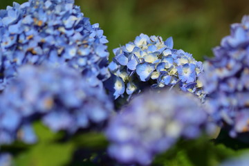 Obraz premium 紫陽花