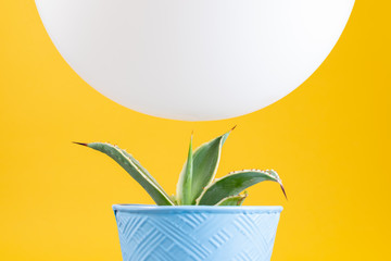 balloon hovering over pointy cactus