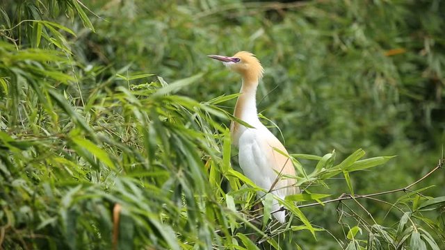 Eastern Cattle Egret ( Bubulcus coromandus ) on bamboo of Thailand.