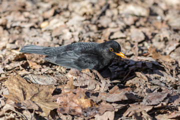 portrait of a blackbird on a dry leaf