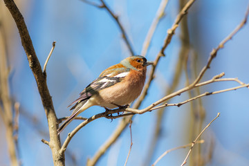 portrait of a chaffinch