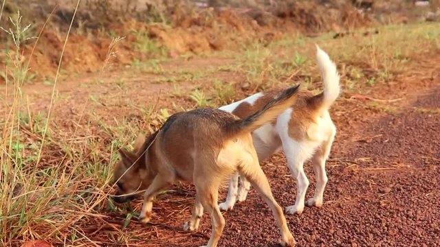 Two dogs raise their legs and pee over the grass.