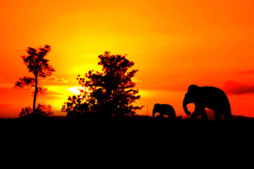 silhouette elephant family herd animals wildlife evacuate walking in twilight sunset beautiful background