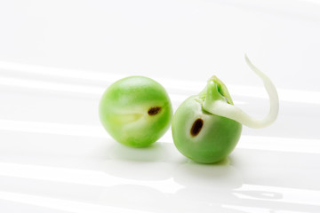 エンドウ豆の発芽