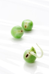 エンドウ豆の発芽