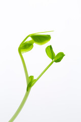 エンドウ豆の葉