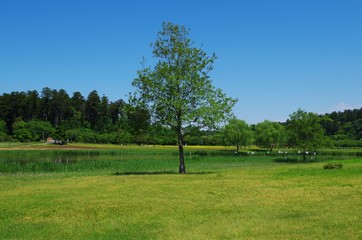 新緑の公園と木