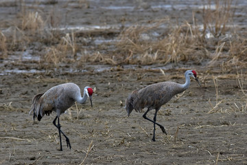 Sandhill crane (Antigone canadensis)
