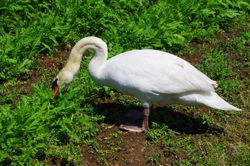 草を食べるハクチョウ