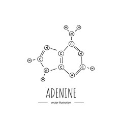 Hand drawn doodle Adenine chemical formula icon Vector illustration nitrogenous base symbol Cartoon sketch genome element DNA component on white background Carbon Atom Nitrogen Molecule Bond Oxygen