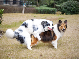 Two sheepdog making love, funny expressions.