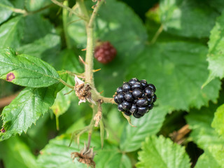 Blackberry