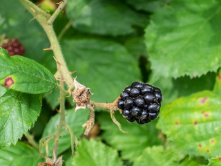 Blackberry