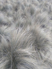 Dry bushy grass - natural background