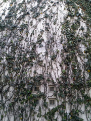White wall with small windows covered with green ivy