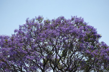 Crown of jacaranda tree with millions of purple flowers