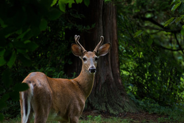 young deer with antlers