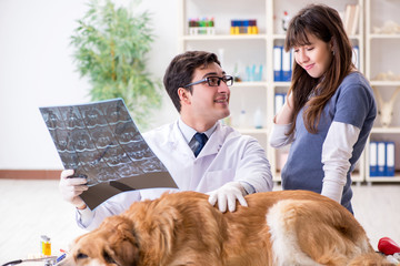 Doctor and assistant checking up golden retriever dog in vet cli