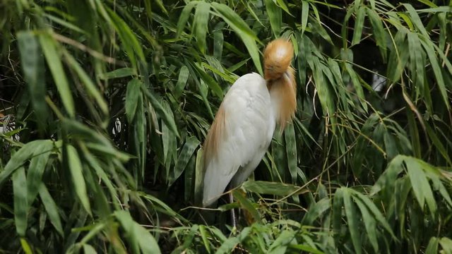Eastern Cattle Egret ( Bubulcus coromandus ) on bamboo of Thailand.