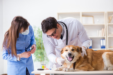 Arzt und Assistent überprüfen Golden Retriever Hund in Tierarztpraxis