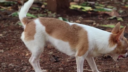 The dog tired after running and playing.