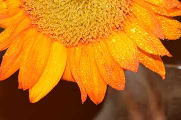 sunflower, orange, pedals, water 