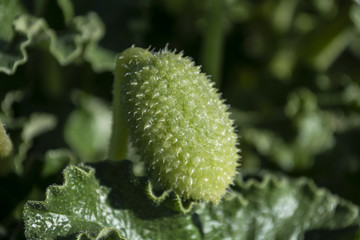 unopened poppy flower