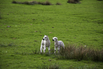 Fototapeta premium two little lambs on the fields with blue sky backgrounds
