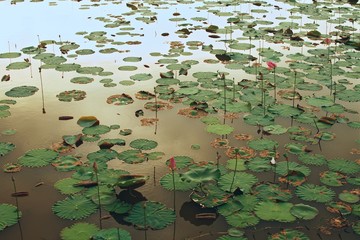 lotus flowers and leaves on the lake surface in sunset light