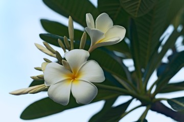 Fototapeta na wymiar tropical white flowers on the branch of tree with green leaves and blue sky on the background