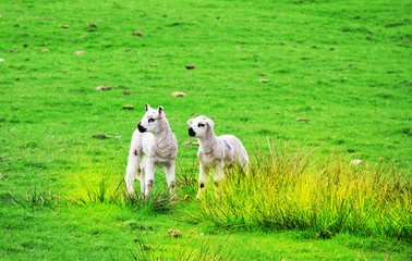 Obraz premium two little lambs on the fields with blue sky backgrounds