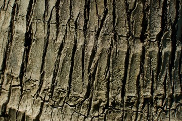 bark of tree texture