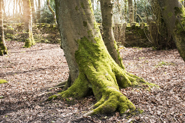 close up tree trunks  backgrounds