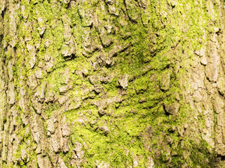 close up woods skin backgrouds